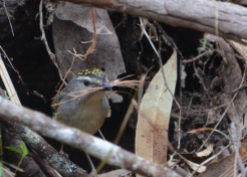 Spotted pardalote nest building