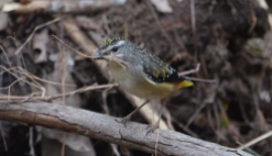 Female spotted pardalote