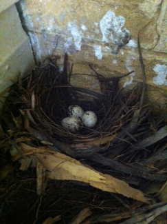 Shrike thrush nest