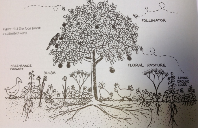Image from "Earth Users Guide to Permaculture" Rosemary Morrow.